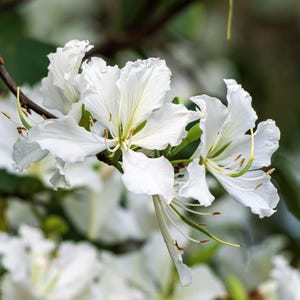 10 weiße ORCHIDEE BAUM Baum der Bauhinie Alba syn Variegata Candy Hawaiian Ebenholz Kamel Fuß Schmetterling Blumenbaum Kolibri Samen