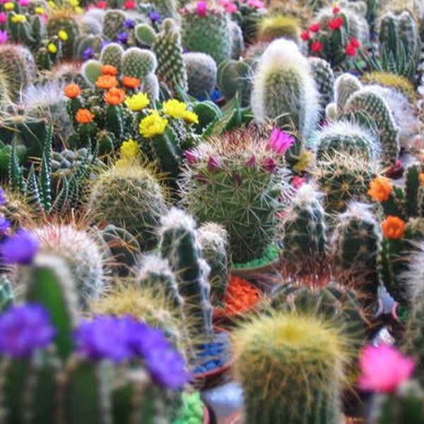 50 CACTUS MIX 'Finest Mixed' Succulent Flower Plant Seeds