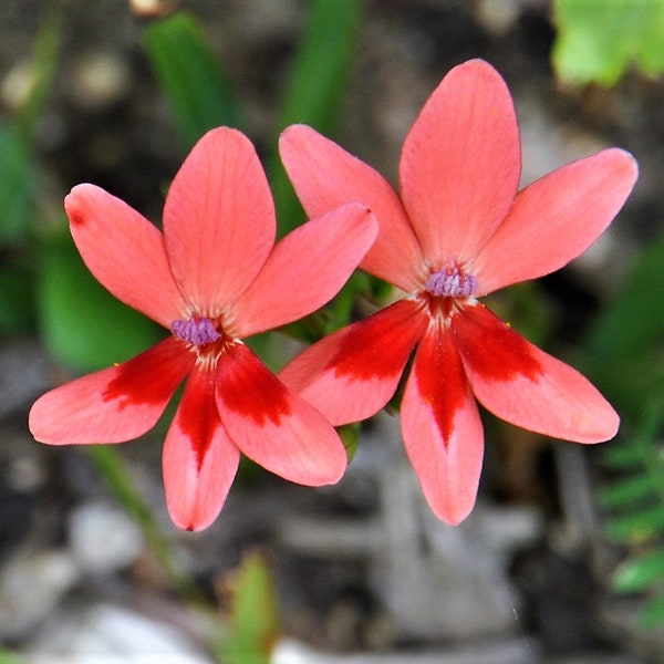 20 PAINTED PETALS FREESIA Mixed Colors Anomatheca Laxa Red Blue Pink White Purple Flower Seeds