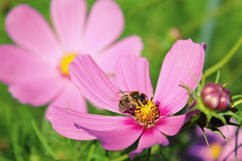 300 DWARF PINK COSMOS Cosmos Bipinnatus Flower Seeds image 7