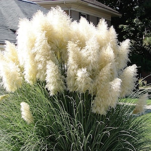 200 graines de fleurs ornementales Cortaderia selloana blanches de l'herbe de la pampa * navire de commande