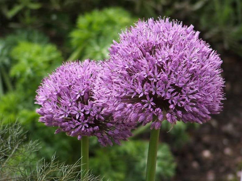 25 GIANT ALLIUM GLOBEMASTER Allium Giganteum Flower Seeds