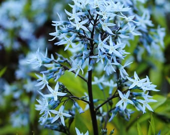 10 SHINING BLUESTAR Ozark eller Showy Blue Star Amsonia Illustris blomfrön