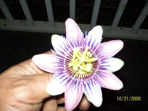 10 Purple Grandilla Passion Flower Passion Fruit Passiflora Etsy