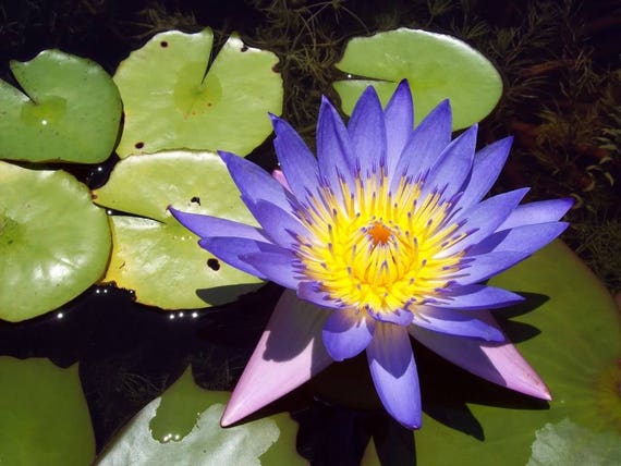 pic of blue lotus flower