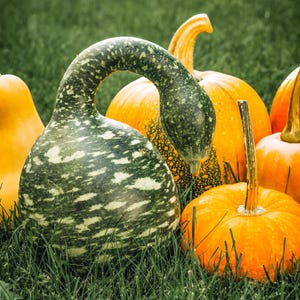 15 GOOSENECK / Bottle / SWAN GOURD Lagenaria Siceraria Vine Seeds