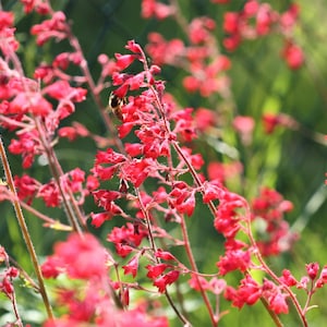 100 Red HEUCHERA SPLENDENS Coral Bells Heuchera Sanguinea Sanguineum Shade Flower Seeds