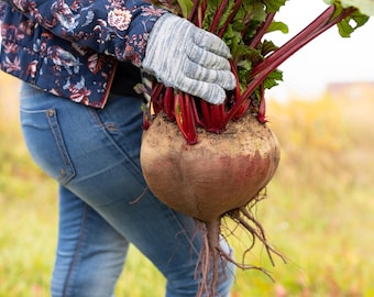 75 Giant Red BEET Mangelwurzel Mangel Mangold Wurzel Mammoth Long Beta Vulgaris Seeds