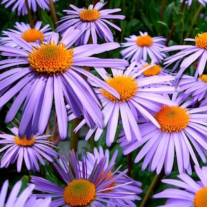 100 Lila ASTER (Michaelmas Daisy) Aster Novae var Angliae Blumensamen