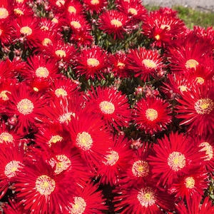 100 Gelato Bright RED ICE PLANT Mesembryanthemum Daisy Livingstone Flower Seeds