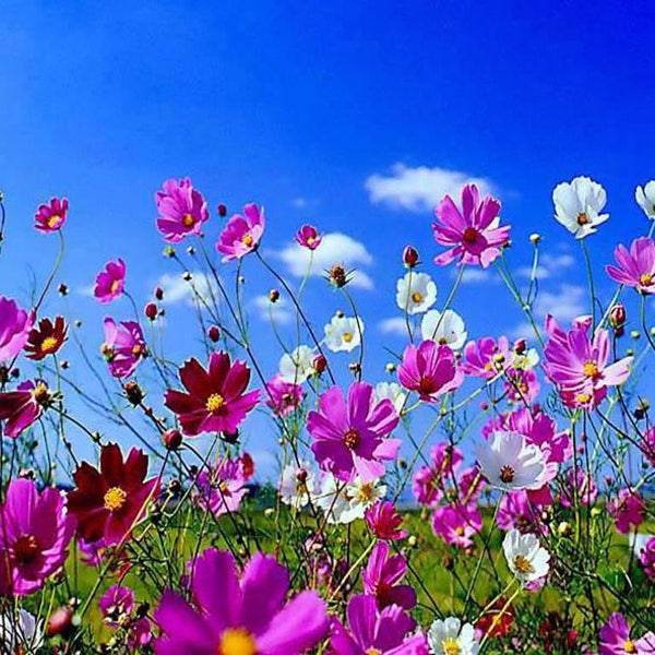 350 COSMOS SENSATION MIX Mixed Colors Cosmos Bipinnatus Flower Seeds