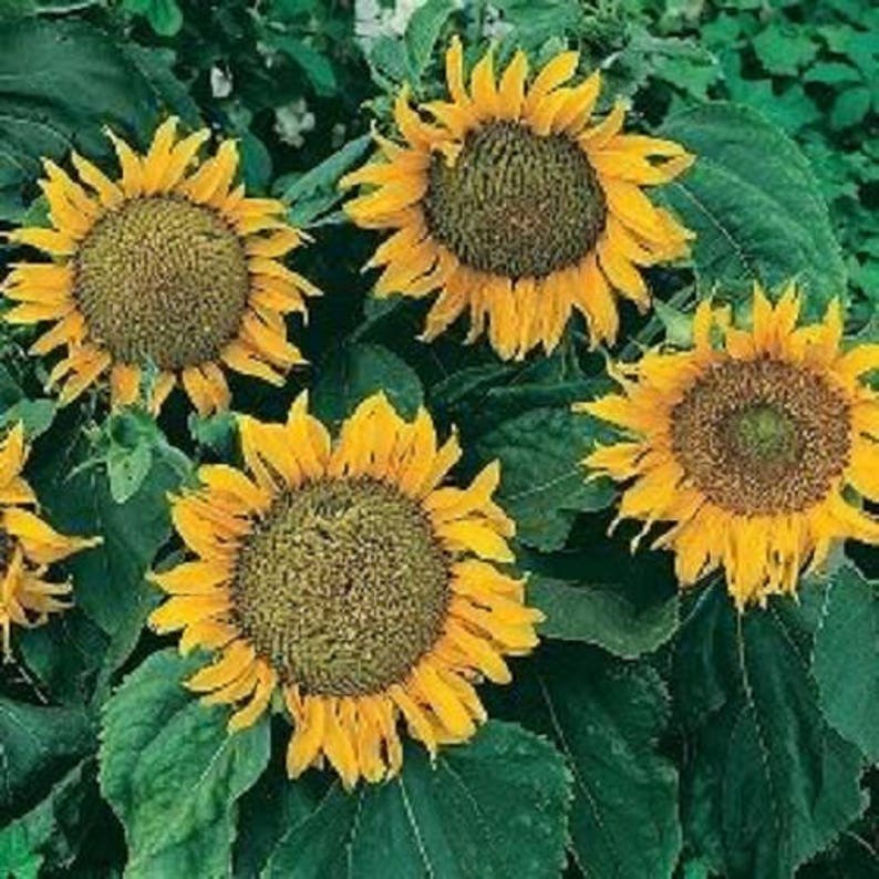 25 Dwarf SUNSPOT SUNFLOWER Helianthus Annuus Flower Seeds Etsy