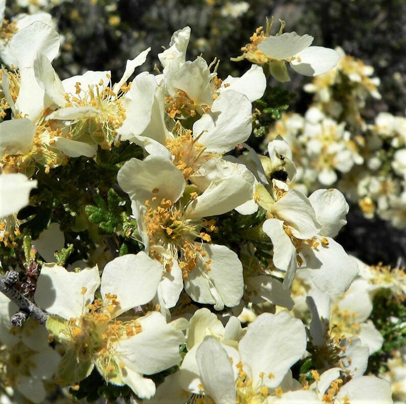 40 STANSBURY CLIFFROSE Purshia Stansburiana Cliff Rose Native Etsy