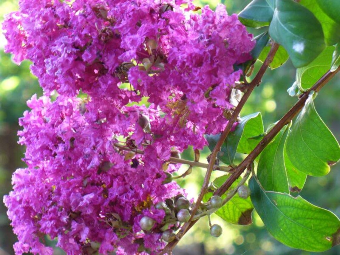 35 LILAC Light Purple CREPE MYRTLE Lagerstroemia Indica - Etsy Australia