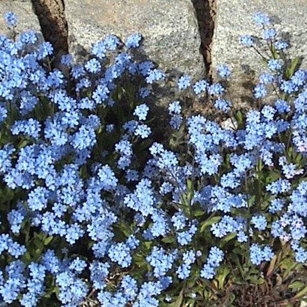 500 Blue FORGET ME NOT Myosotis Sylvatica Shade or Sun Perennial Flower Seeds