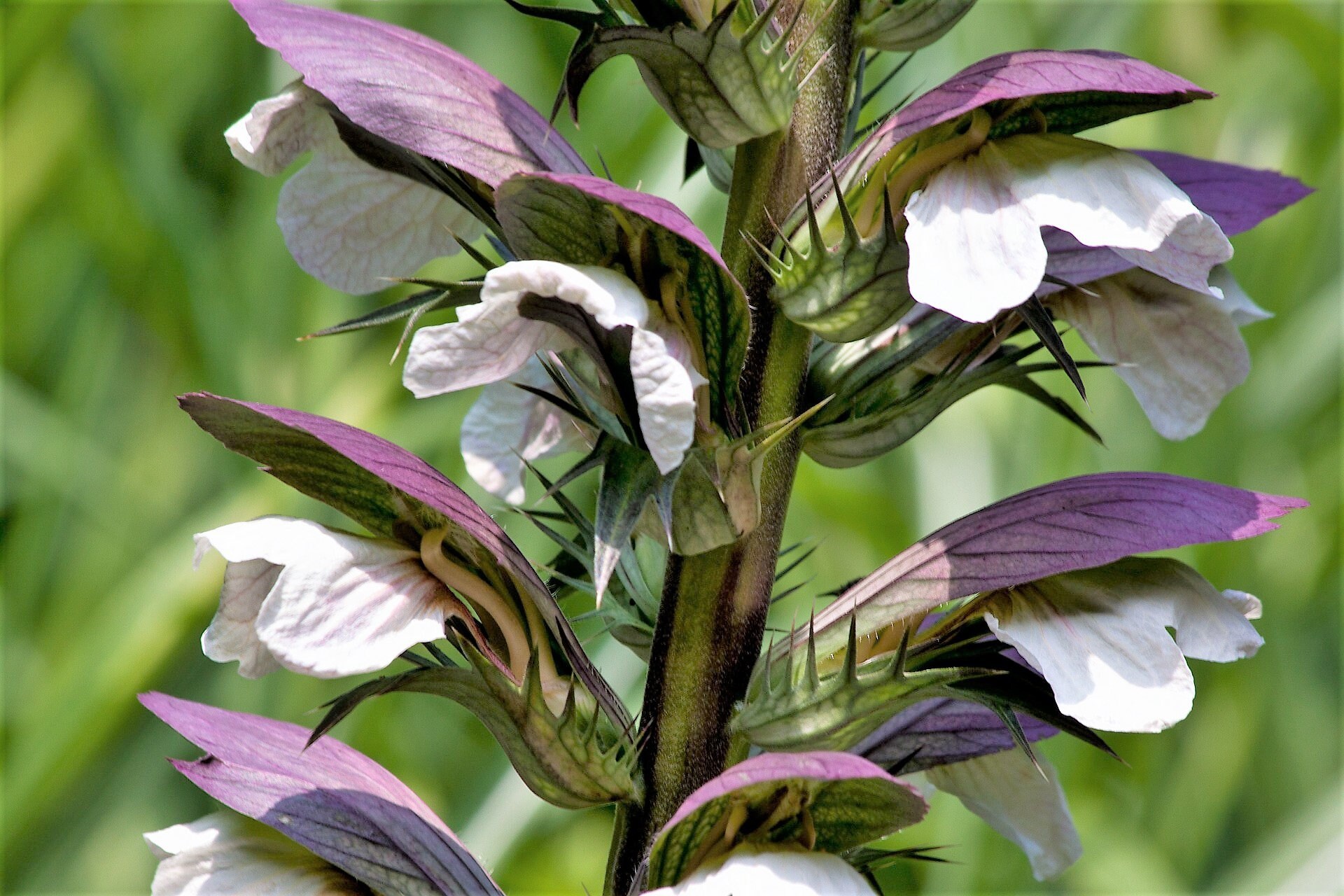 10 Spiny BEAR�S BREECHES Oyster Plant Acanthus Spinosus