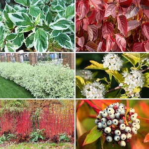 25 FIRE and ICE DOGWOOD Cornus Alba Shrub Tree Variegated Red Bark White Berry & Flower Seeds