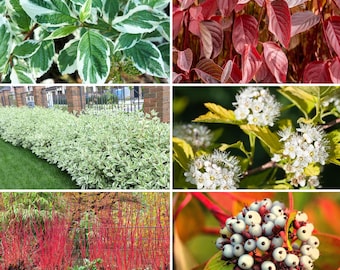 25 FIRE and ICE DOGWOOD Cornus Alba Shrub Tree Variegated Red Bark White Berry & Flower Seeds