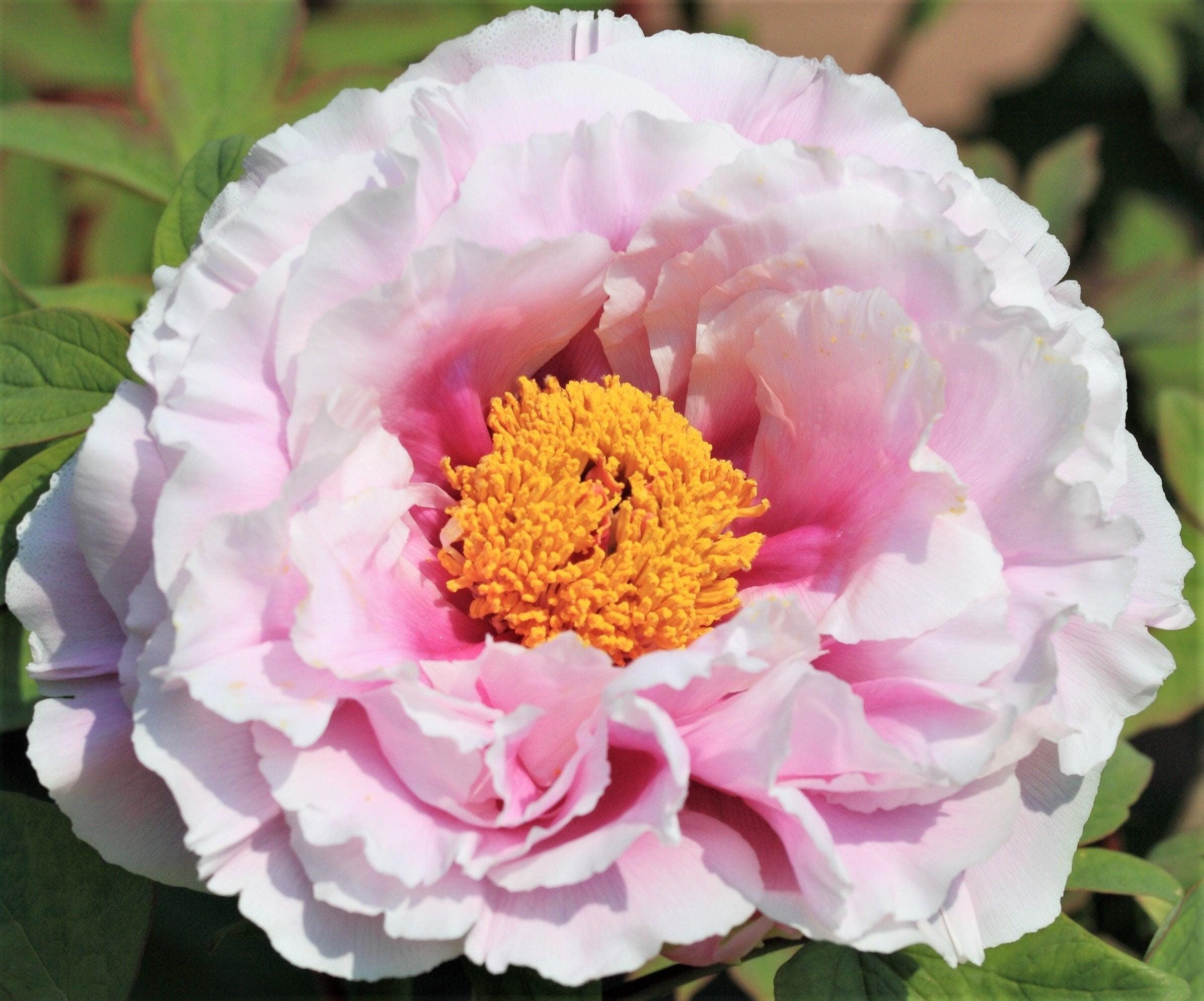5 園芸用シャクヤク Paeonia Lactiflora 赤ピンク白ミックス 中国産