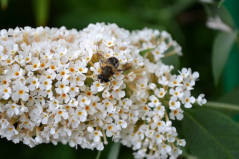 50 WHITE BUTTERFLY BUSH Buddleia Davidii Flower Seeds Flat