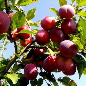 5 NASION ŚLIWKI AMERYKAŃSKIEJ Prunus Americana Red Purple Fruit White Flower Shrub Tree