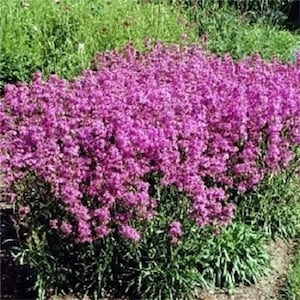 1000 TALL CATCHFLY (Campion / None So Pretty) Silene Armeria Pink Flower Seeds