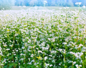 200 Organic BUCKWHEAT Fagopyrum Esculentum Grain Cover Crop Ground Cover Flower Vegetable Seeds