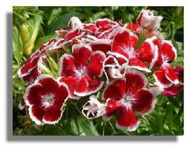 500 MIXED Colors SWEET WILLIAM Dianthus Barbatus Flower