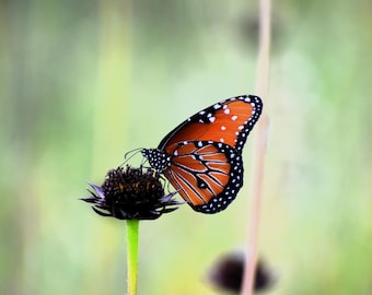 50 RAYLESS SUNFLOWER Helianthus Radula aka Pineland or Stiff Sunflower US Native Yellow Purple Brown Flower Seeds