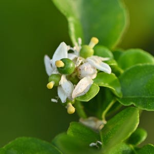 15 KEY LIME Citrus Aurantifolia Fruit Tree Shrub Seeds