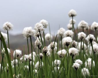 25 TAWNY COTTONGRASS Flower Seeds Eriophorum Virginicum Hare's Tail Cotton Grass Seeds