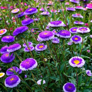 50 BLUE MOON ASTER Callistephus Pompon Double Flower Seeds *Comb S/H