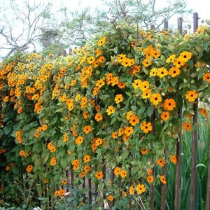 30 BLACK Eyed SUSAN VINE Thunbergia Alata Orange Yellow Black Flower Seeds *Comb S/H