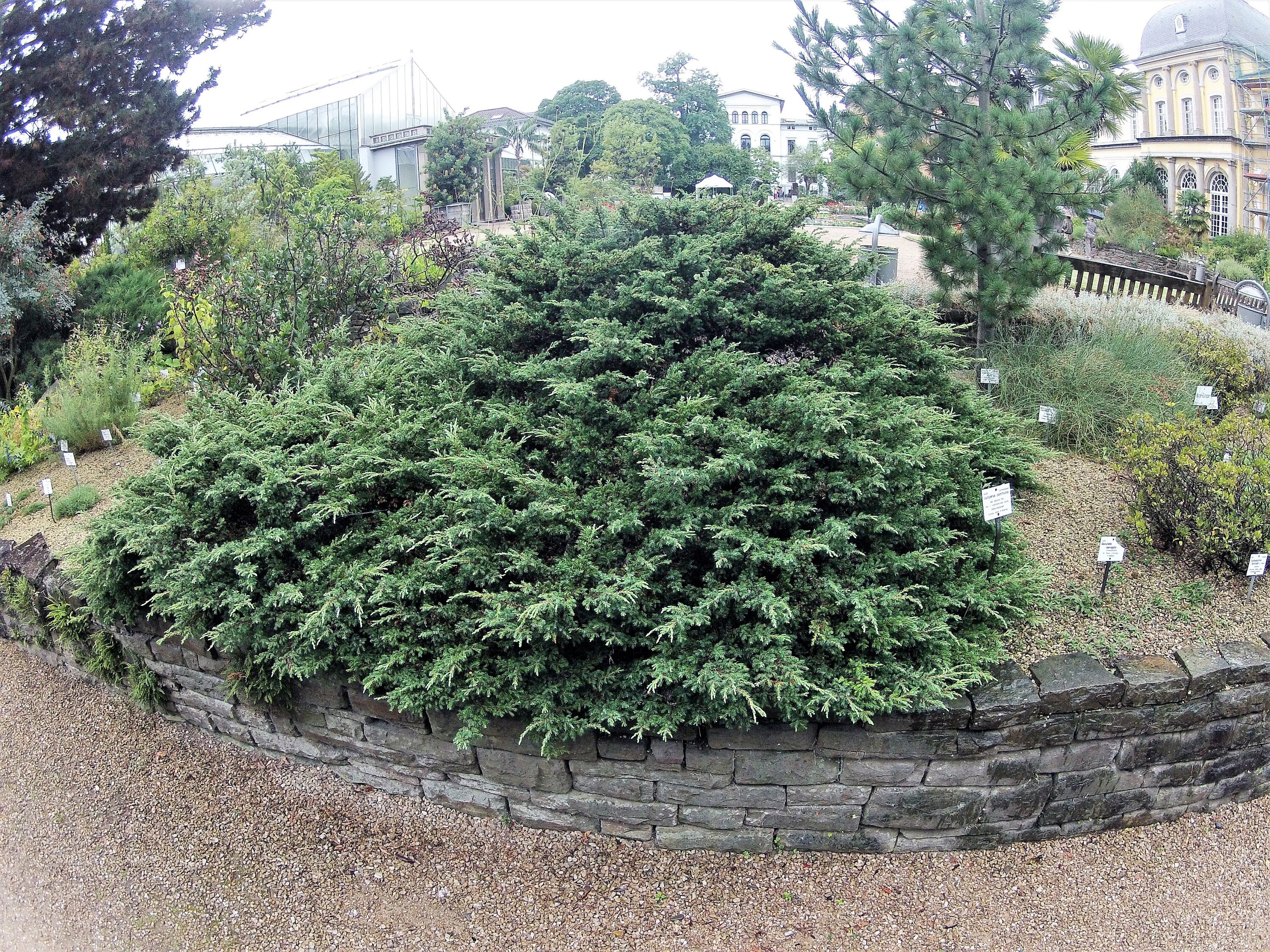 60 Organic Seeds COMMON JUNIPER Juniperus Communis Tree Shrub 20 Blue Berries
