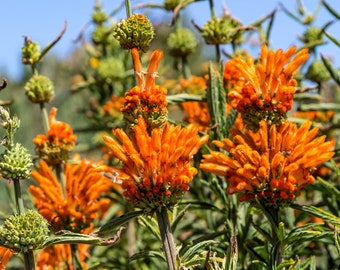 25 KLIP DAGGA (Lions Ear / Lions Tail / Wild Klip Dagga) Leonotis Nepetifolia Flower Seeds