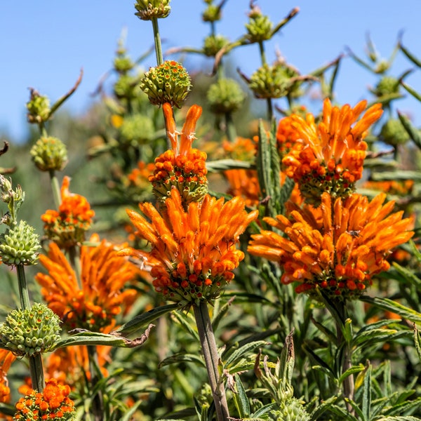 25 KLIP DAGGA (Lions Ear / Lions Tail / Wild Klip Dagga) Leonotis Nepetifolia Flower Seeds