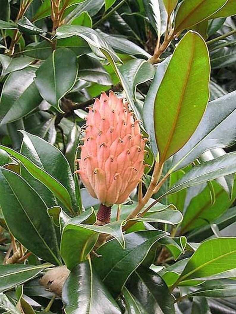 10 SOUTHERN MAGNOLIA TREE 12 White Flowers Native | Etsy