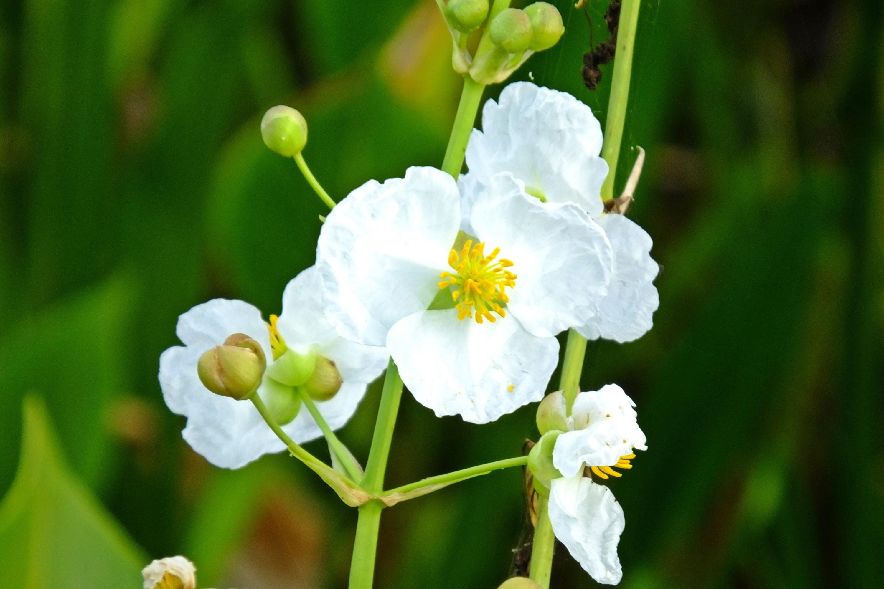 500 White Broadleaf ARROWHEAD Sagittaria Latifolia POND WETLAND Flower Seeds *Comb S/H