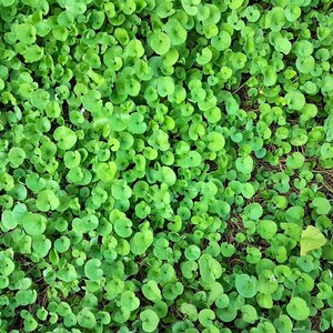 Dichondra Repens Ground Cover Seeds – 1,000 Bulk Seeds By Seed Jet