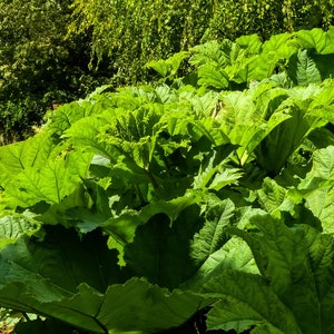 10 GUNNERA MANICATA 6' Leaves Giant Rhubarb Dinosaur Plant Moist Shade Red Flower Seeds image 9