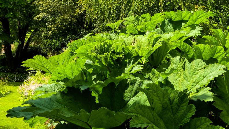 10 GUNNERA MANICATA 6' Leaves Giant Rhubarb Dinosaur Plant Moist Shade Red Flower Seeds image 9