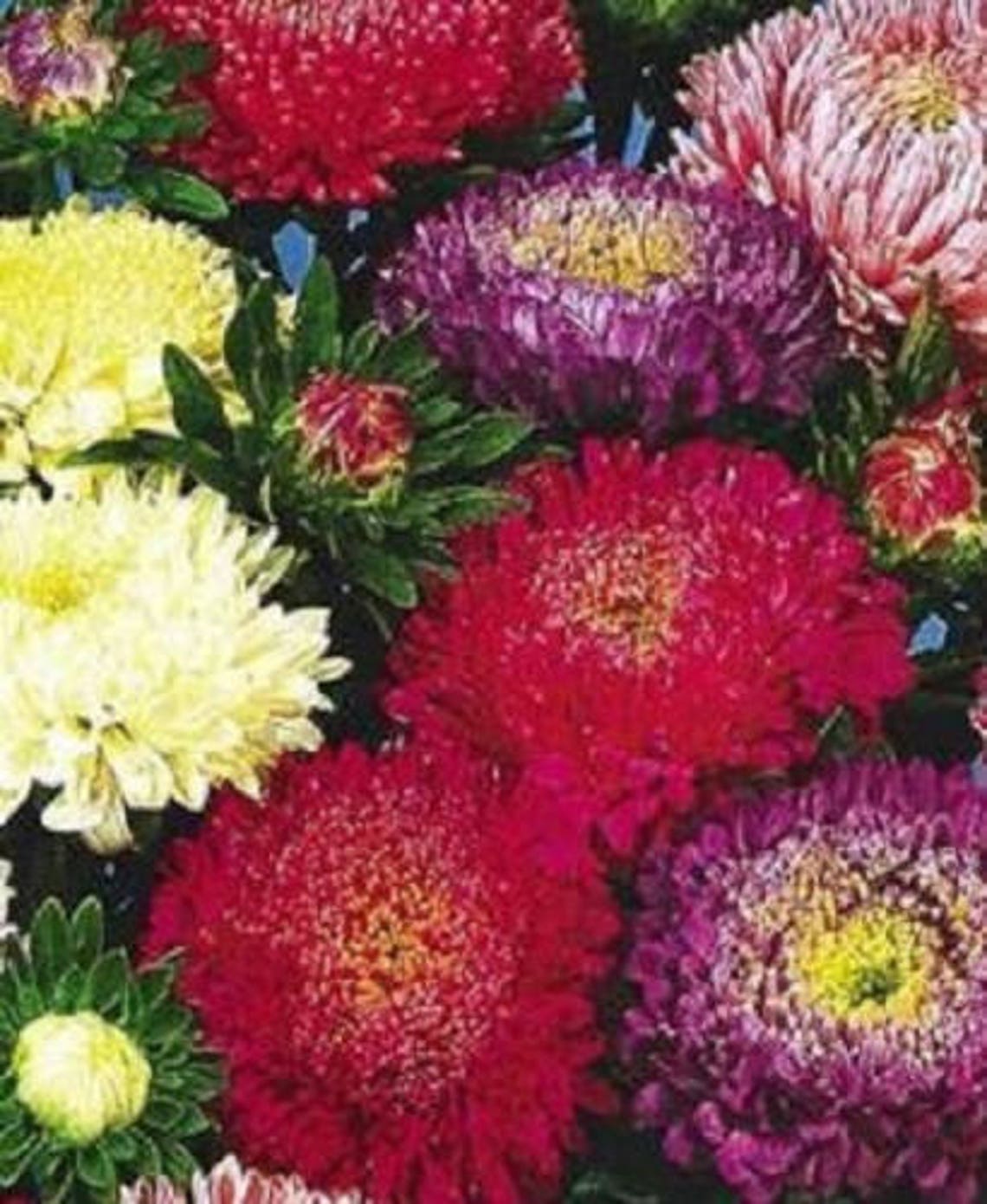 1000 POWDER PUFF ASTER Mix Callistephus Chinensis Flower Seeds Etsy