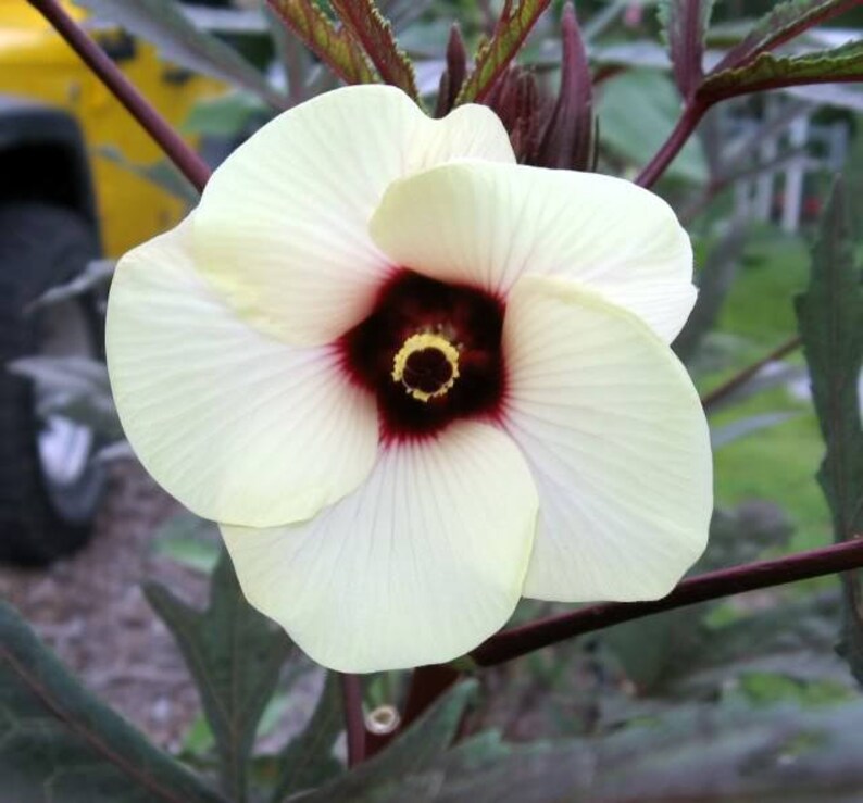 300 CLEMSON Spineless GREEN OKRA Abelmoscgus Esculentus Etsy