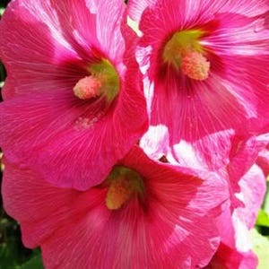 25 BRIGHT PINK HOLLYHOCK Alcea Rosea Flower Seeds Perennial Combined S/H image 2