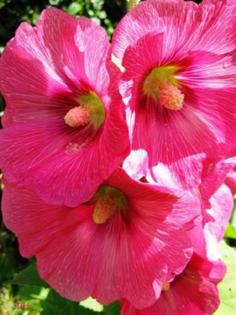 25 BRIGHT PINK HOLLYHOCK Alcea Rosea Flower Seeds Perennial Combined S/H image 2