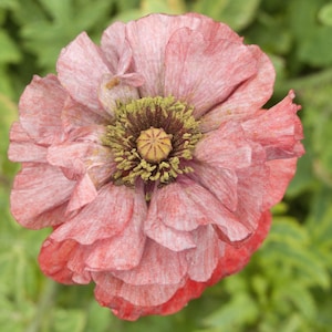 1000 Mixed Colors DOUBLE SHIRLEY POPPY Papaver Rhoeas Flower Seeds