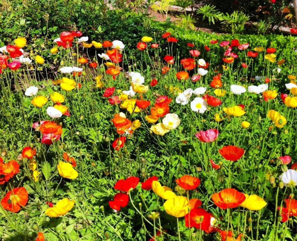 1000 MIXED Colors CALIFORNIA POPPY (Ballerina / Mission