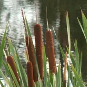 50 CATTAILS Cat Tails Typha Latifolia Water Pond Grass Flower Seeds