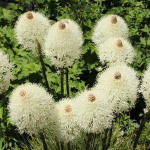 100 BEAR GRASS aka Bear LILY Beargrass Ornamental Xerophyllum Tenax Flower Seeds