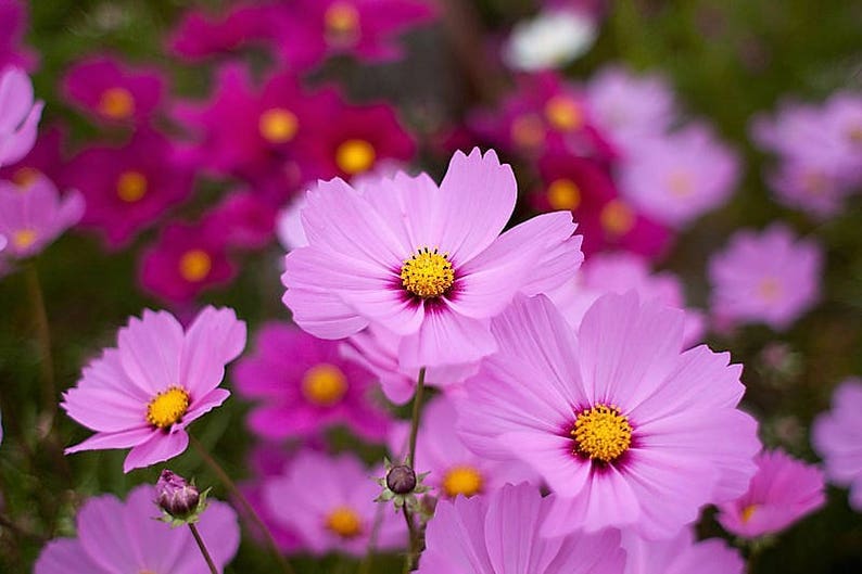 300 DWARF PINK COSMOS Cosmos Bipinnatus Flower Seeds image 5